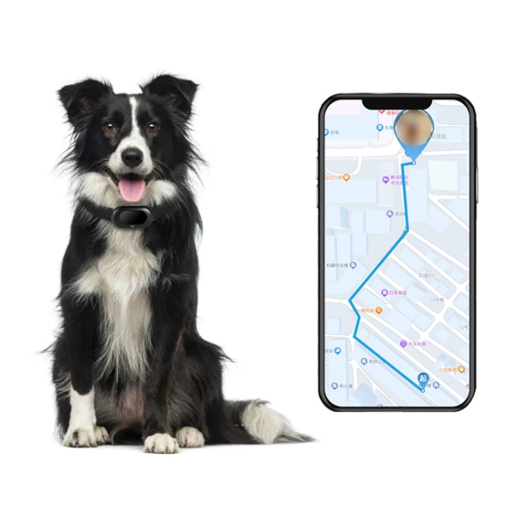 Rastreador GPS V41 para mascotas - Resistente al agua IP67, disponible en versiones 2G/4G