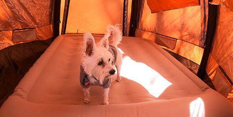5 Reasons Camp Gear for Dogs Makes Outdoor Adventures Better — How LYDARZ Elevates the Experience