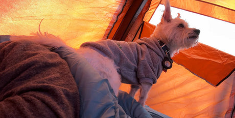 🏕️ The Right Way to Camp With Pets: Inflatable Tent Essentials