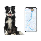 Rastreador GPS V41 para mascotas - Resistente al agua IP67, disponible en versiones 2G/4G